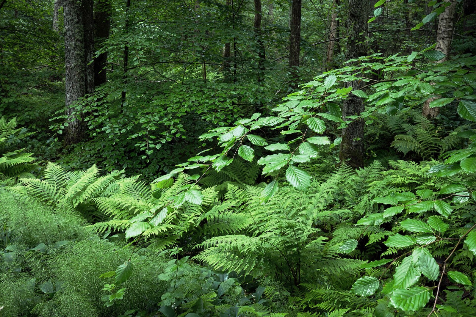 Ferns and beech leaves in a forest