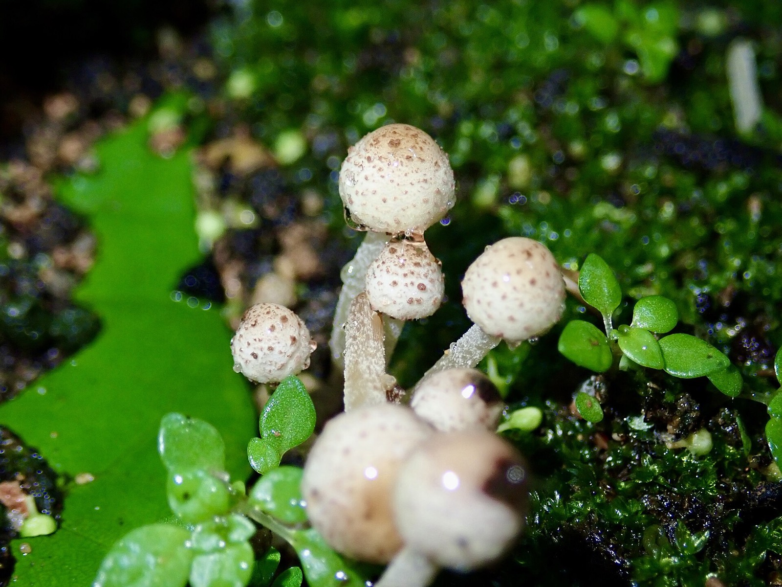 Small fungi growing in moss