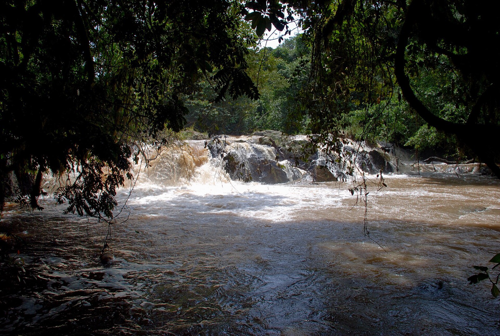 Forest stream in Kakamega Forest