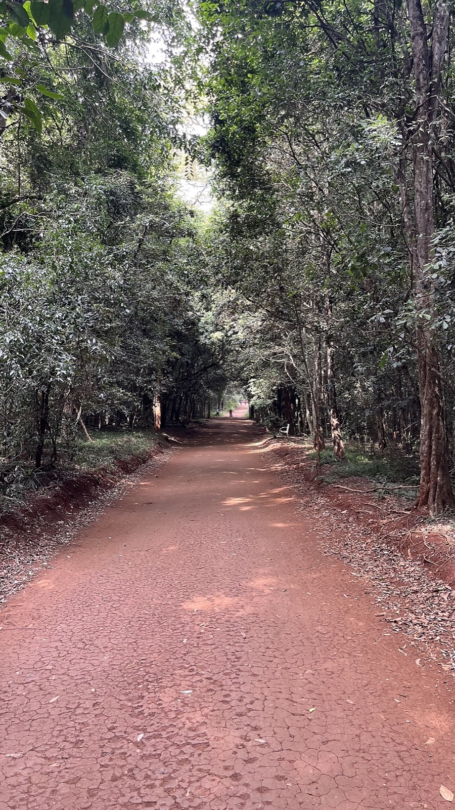 Forest trail in Karura Forest, Nairobi
